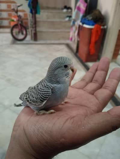 Australian breeder pair for sale healthy active pair