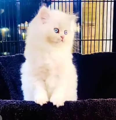 Persian female kitten for sale My WhatsApp number 0321-83-87-945