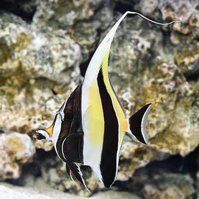 moorish idol Marine fish for sale
