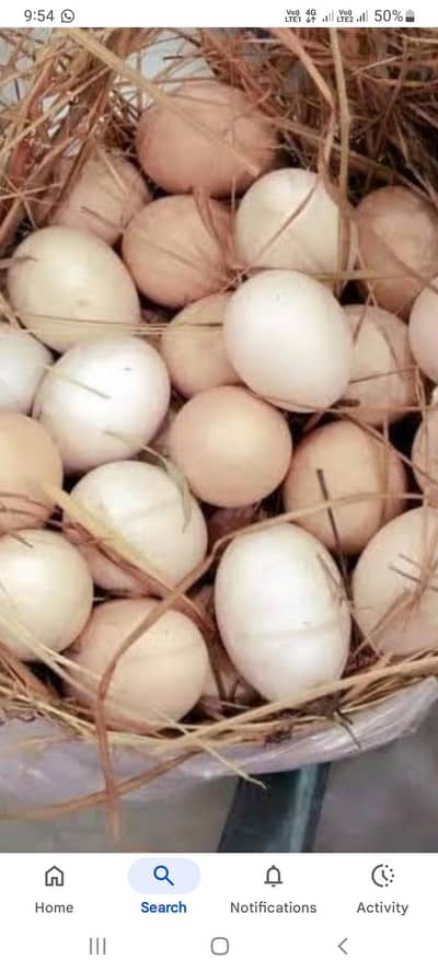 Fertile Eggs  aseel and Golden Misri desi