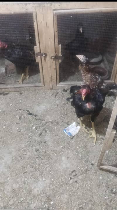 2 aseel murgay or 3 aseel. murgiya