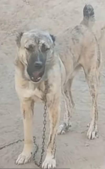 afghan kuchi double body for sell