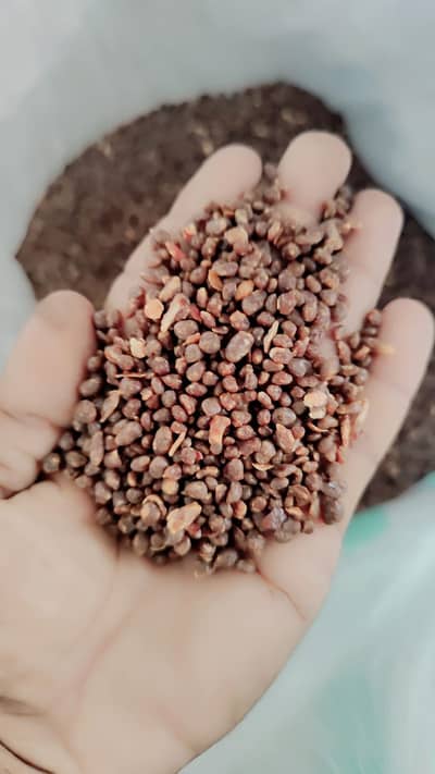 Premium Chopped Dry Dates & Date Pits for Sale | Bulk Supply Available