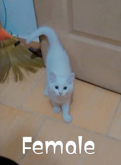 Pure persion kitten's for sale - Healthy and playful