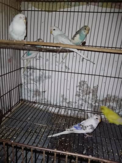 african parrots for sale urgent