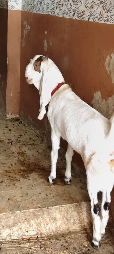 1 female goat pure nawabshah whastapp 03132346480