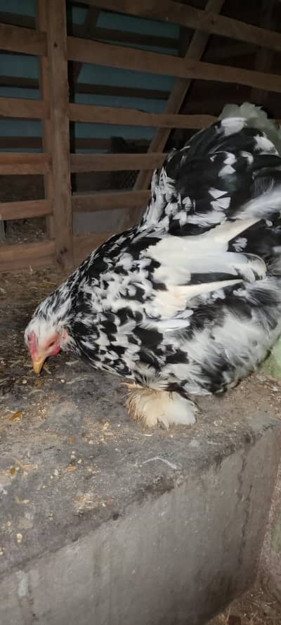bantam breeder for sale