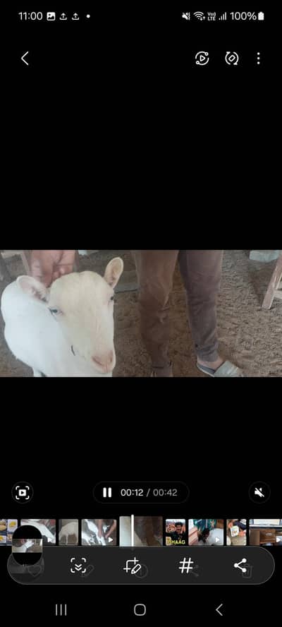 white eyes teddy female