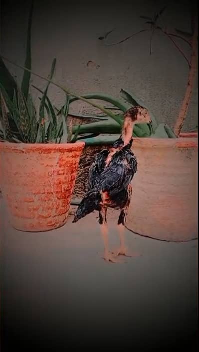 aseel chicks for sale