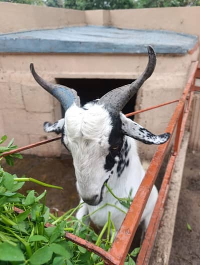 Sohna Bakra // سوہنا بربرا بکرا کھیرا // Breeder Quality Goat