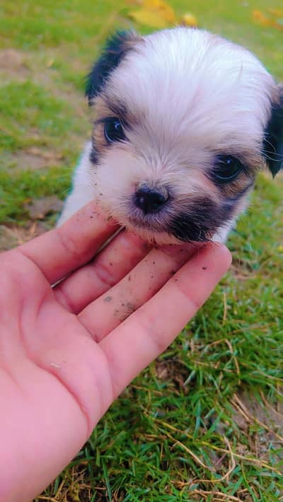 Shihtzu Puppy