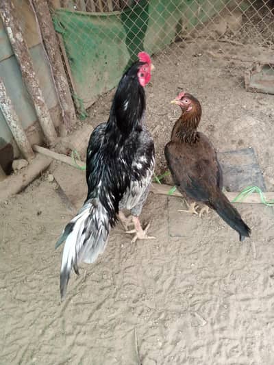 Aseel murga , Aseel chicks & Desi  Eggs