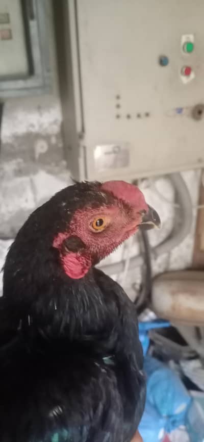 indian Perot beak lond tail shamo cross me hy lakin long tail hy