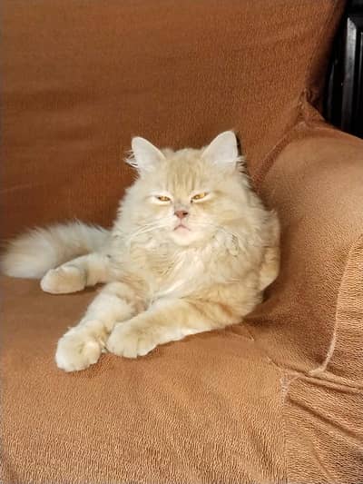 persina cat available for sale litter trained