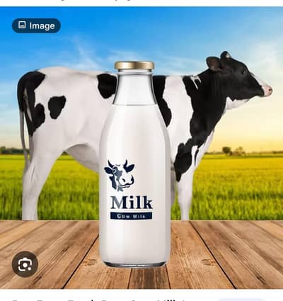 fresh natural cow milk available