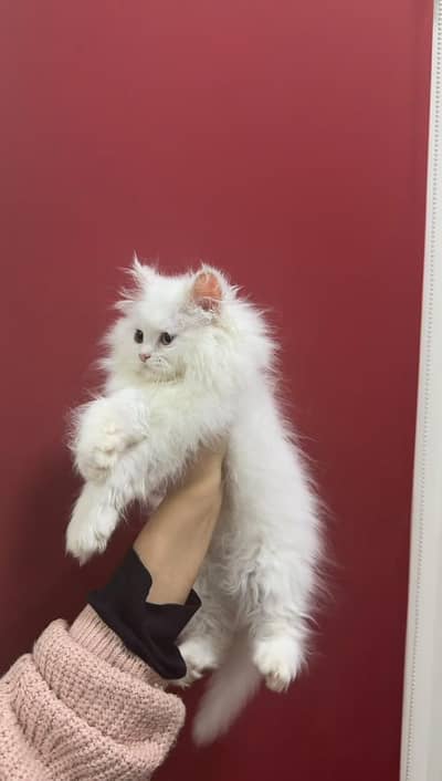 CUTE PERSIAN TRIPPLE COATED KITTEN ODD EYES