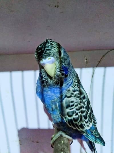 king size Black face hogo bred 2 males for sale