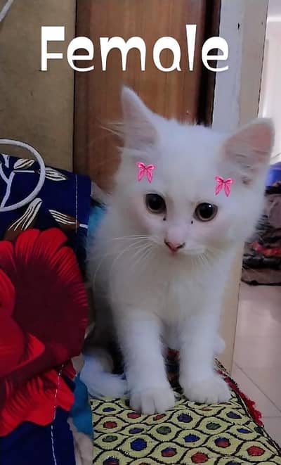 Pure Persion kittens for sale - Healthy and Playful