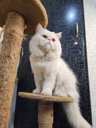 Pure Punch face Male avalilable  wtsap # 03005033358