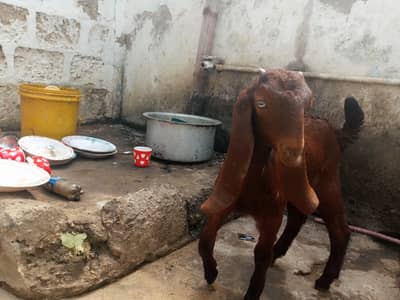 4 Bakra for sale final 45 hazar