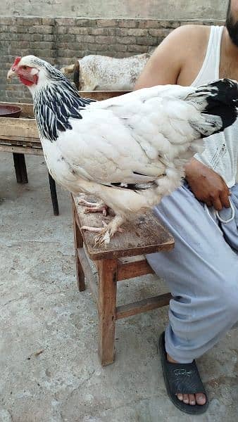 light Sussex barhama