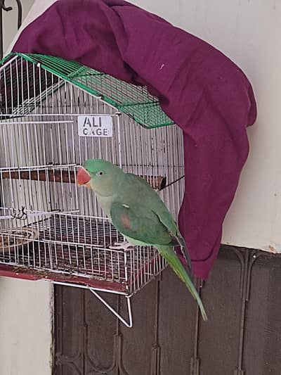 raw parrot  for sale urgently