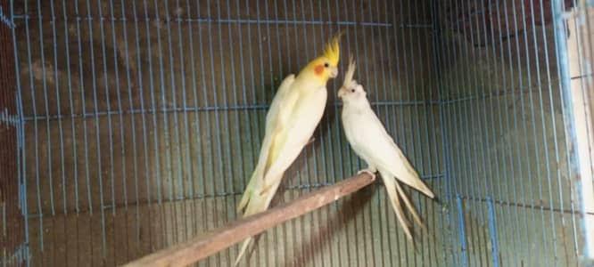 coman White into eno red eyes breeder pair