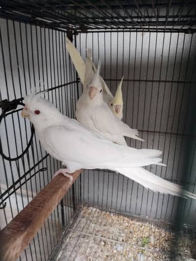 Red eye eno and common white for sale