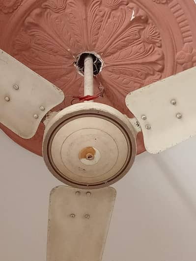 Ceiling Fans