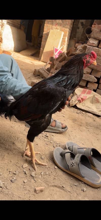 Assel mianwali amroha cross