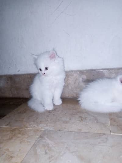 Persian Triple Coated Kittens for Sale