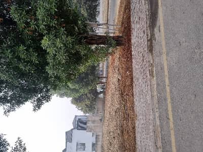 80' Road 1 KANAL Plot For Sale In JASMINE BLOCK