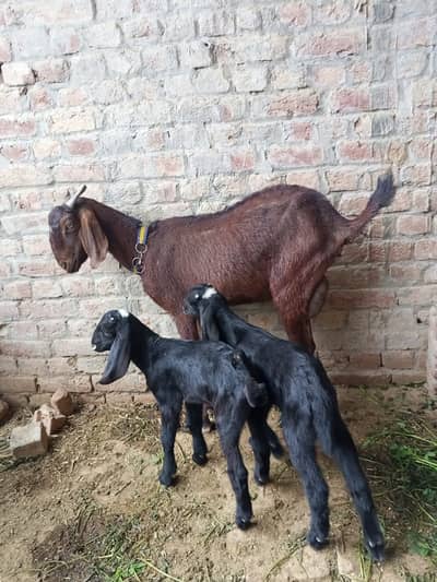Goat with two male kids