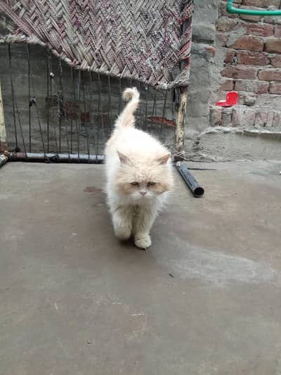 Russian punch face male cat for sell