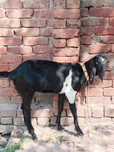 Beetal bakri | bakri | Goat for sall | desi bakri for sale