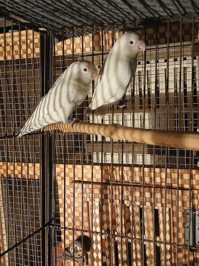 Australian parrot red eye pair