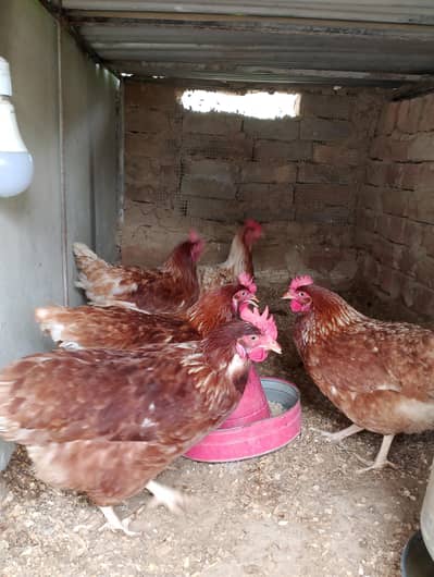 5 lohmann brown egg laying hens