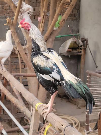 Jawa Aseel chicks available for sale.