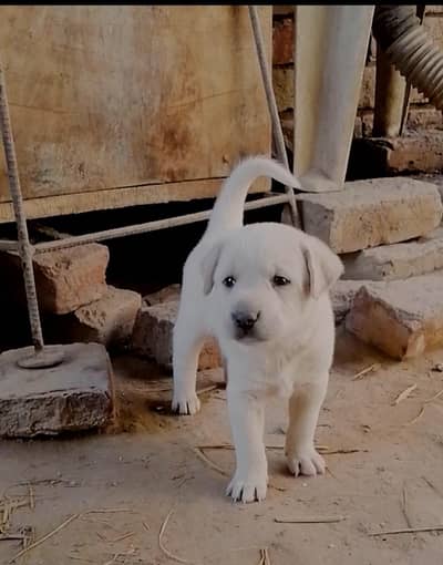 Labrador female pup for new home 0/3/0/7/6/7/1/7/5/0/7