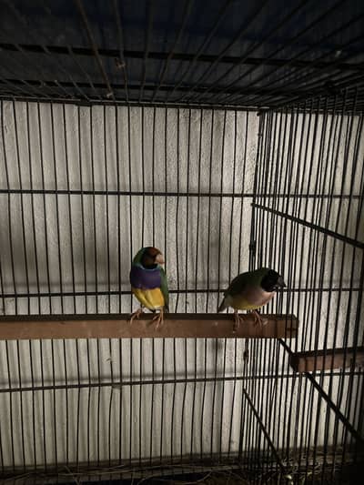 Lotino goldian red FEMAE & common goldian breader pair.