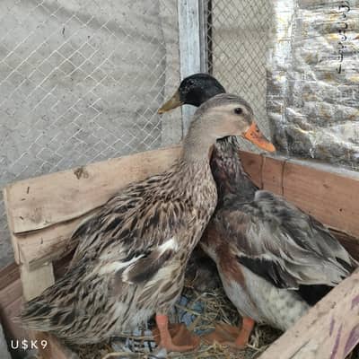 Healthy Fertile Duck Pair