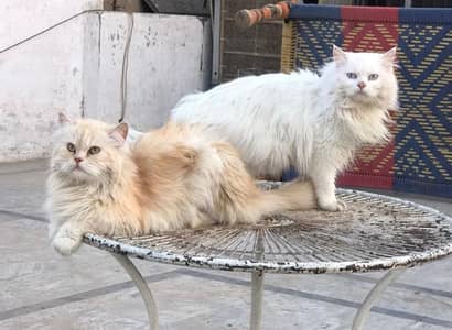 Huge size litter trained pair