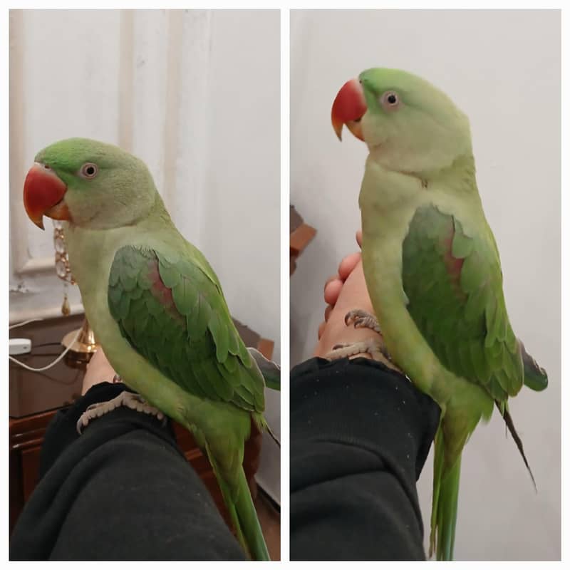 Raw Parrot 0