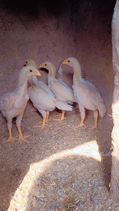 german shamoo king size