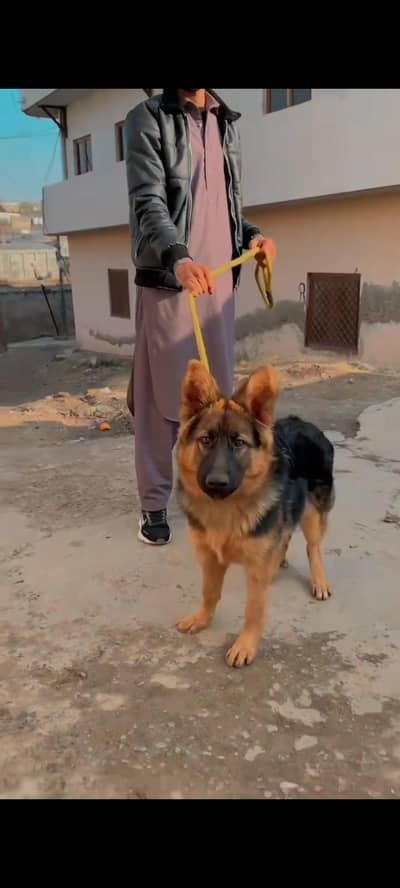 very beautiful German shepherd dog female