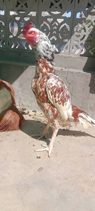 Aseel Cheena Breeder Murgha For Sale