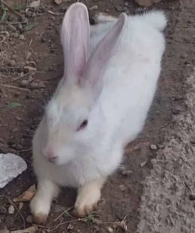 RED Eye Rabbit for sale