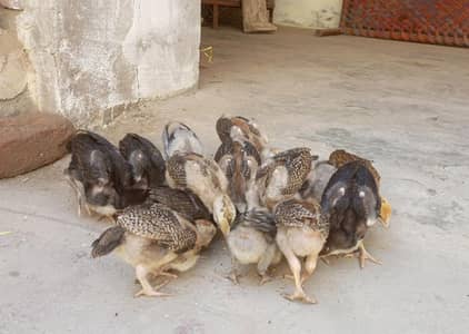 Jawa Aseel chicks available for sale.