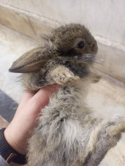 Angora Rabbit Babies