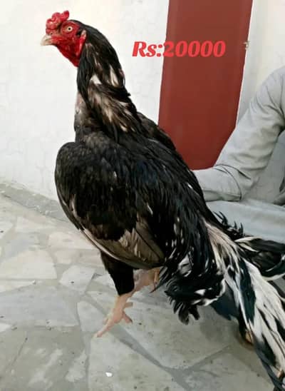 high quality of lasani breeder and peela pair for sale